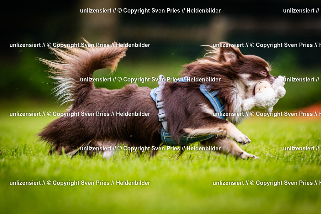 Sven Pries | 2024-09-22 - Hunderennen Baden-BadenPudelverein - Realisiert mit Pictrs.com