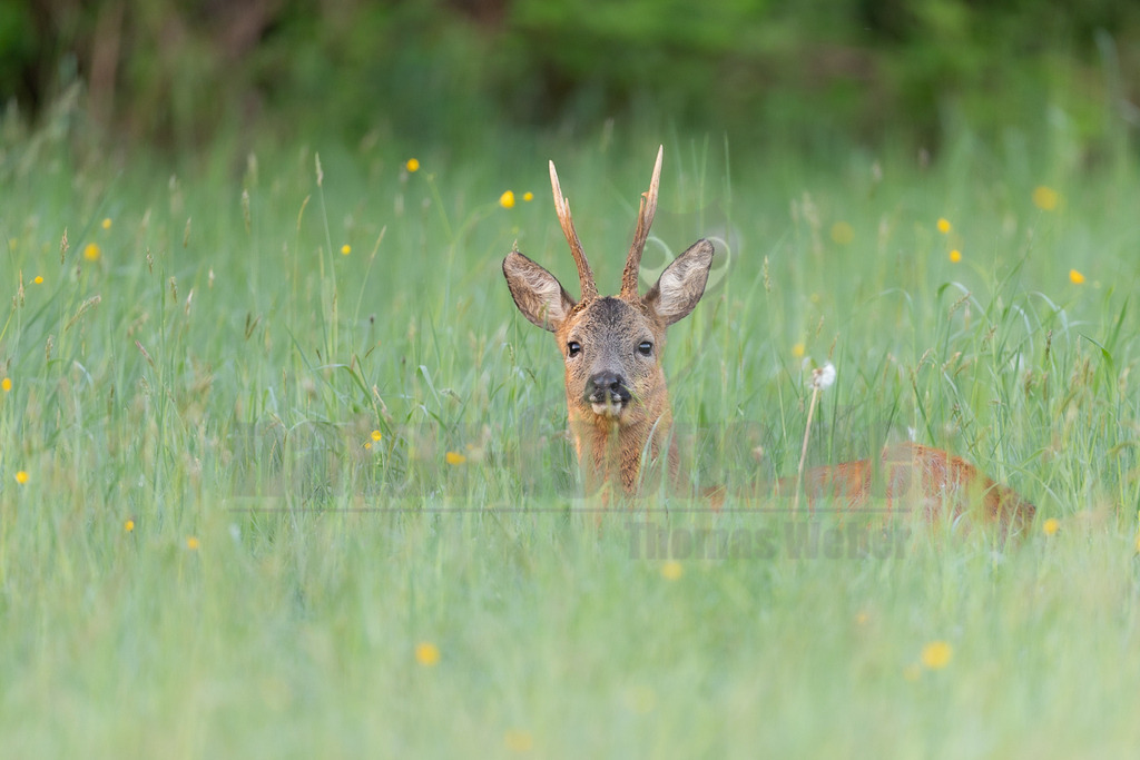 R6M39490_20260509 | Ein Rehbock (Capreolus capreolus) liegt in einem Feld mit hohem, grünem Gras und vereinzelten gelben Blumen. Er blickt direkt in die Kamera, wobei sein Kopf und ein Teil seines Körpers aus dem Gras ragen. Seine kleinen Geweihe sind deutlich sichtbar. - Realisiert mit Pictrs.com