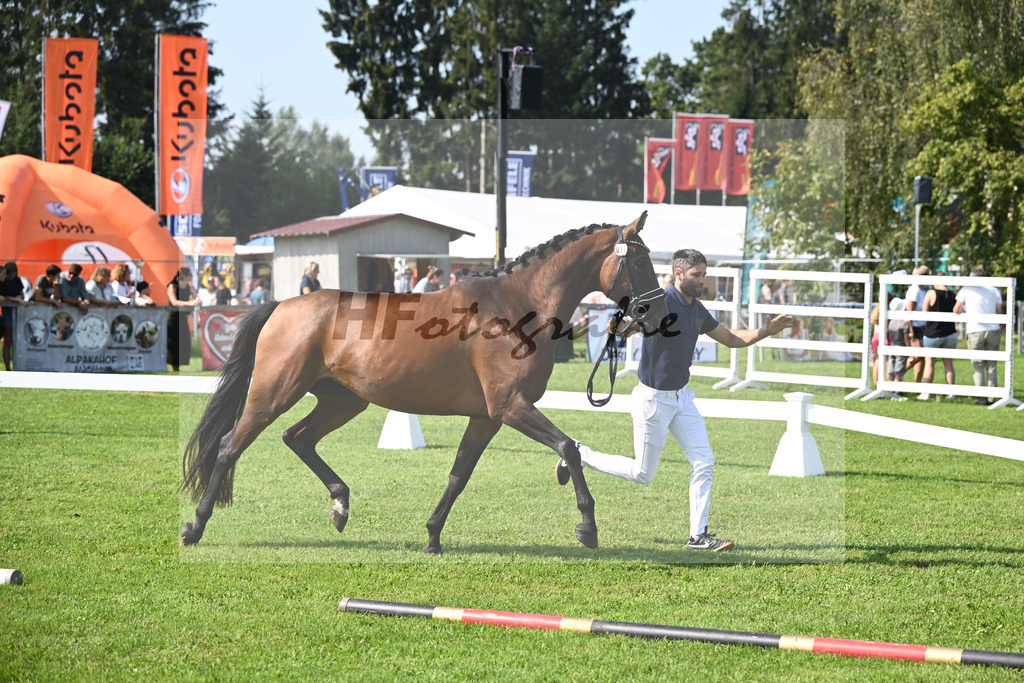 Kat-Nr. 15 nn v. Stakkato Gold_Kelberger_34240342 | hf-fotografie - Realisiert mit Pictrs.com