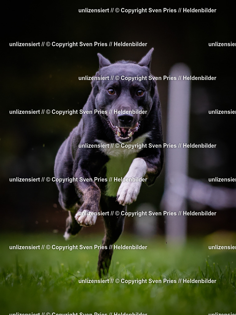 Sven Pries | 2024-10-19 - Hunderennen Ober-Grombach - Realisiert mit Pictrs.com