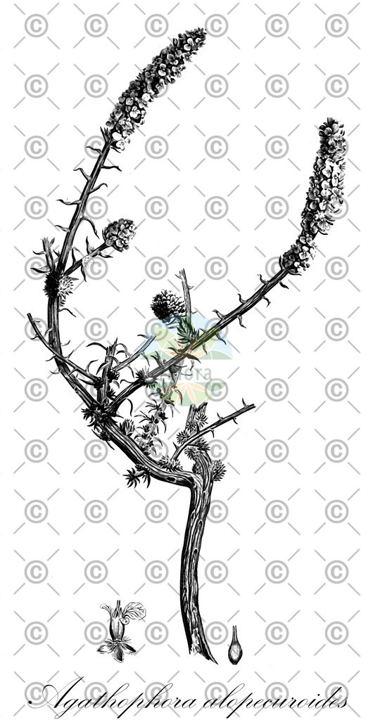 HistAbb_wfo-0000523291_1_ENZY_Simple | Historische Abbildung von Agathophora alopecuroides - Amaranthaceae | Historical Illustration of Agathophora alopecuroides - Amaranthaceae