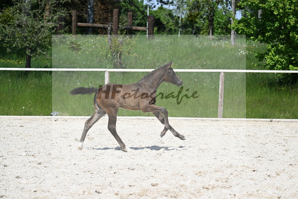 Sanvaro x Cormint_SF_Stumbeck_10250739 | hf-fotografie - Realisiert mit Pictrs.com