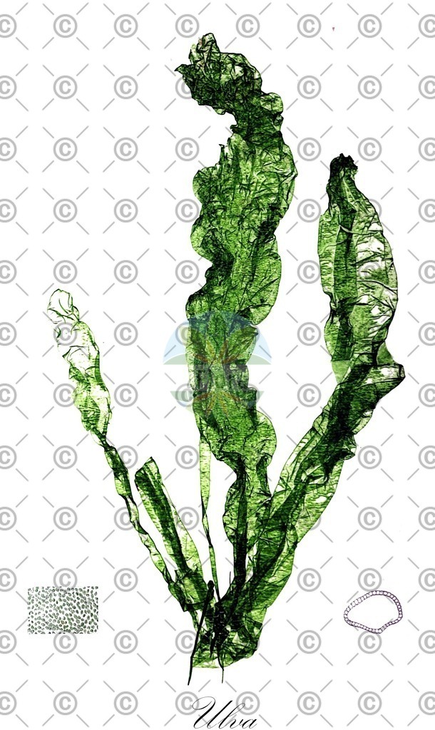 HistAbb_84QC_1_ENZY_Simple | Historische Abbildung von Ulva - Ulvaceae (0) | Historical Illustration of Ulva - Ulvaceae (0)