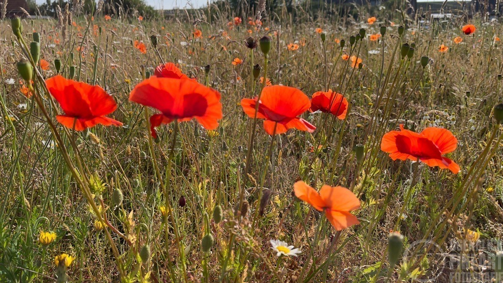 IMG_7670 | Björn Thiemann; Ogenblick.de; Fotografie; Photograph; Landscape, Pellworm, Schleswig-Holstein; Inselfotograf; Inselfotografien; Wattenmeer; National-Park; Naturschutzgebiet; Leuchtturm; Lighthouse; Leinwandbilder; Kalender; Pellworm Kalender;  - Realisiert mit Pictrs.com
