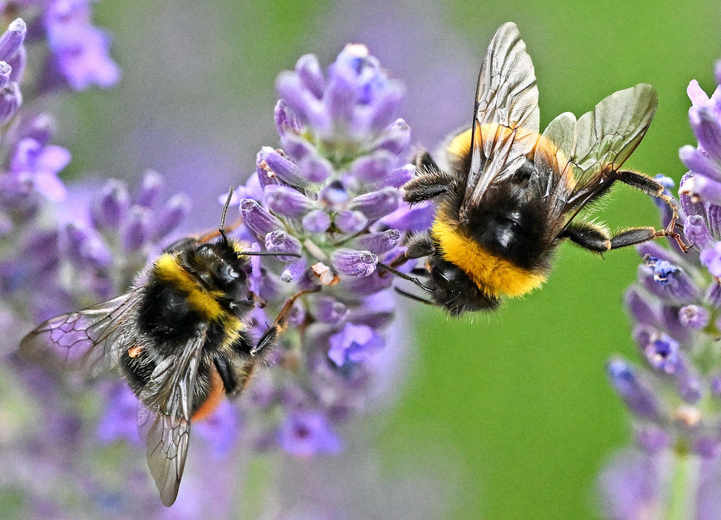 Steinhummel02-4 | lucisnaturbilder - Realisiert mit Pictrs.com