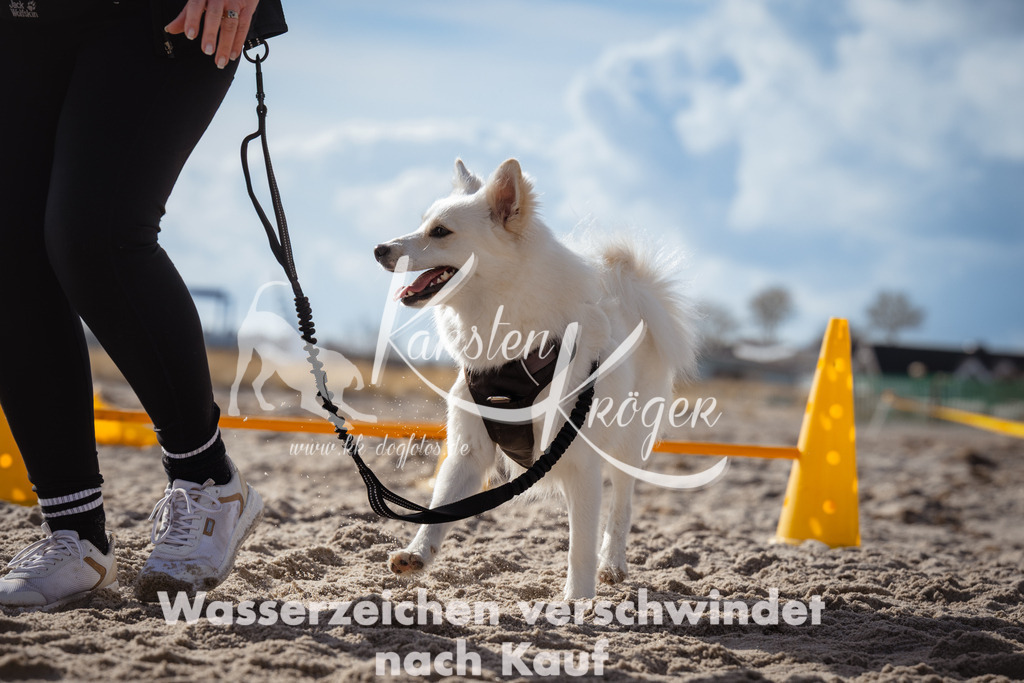 1313_ZZ90920 | kk-dogfotos