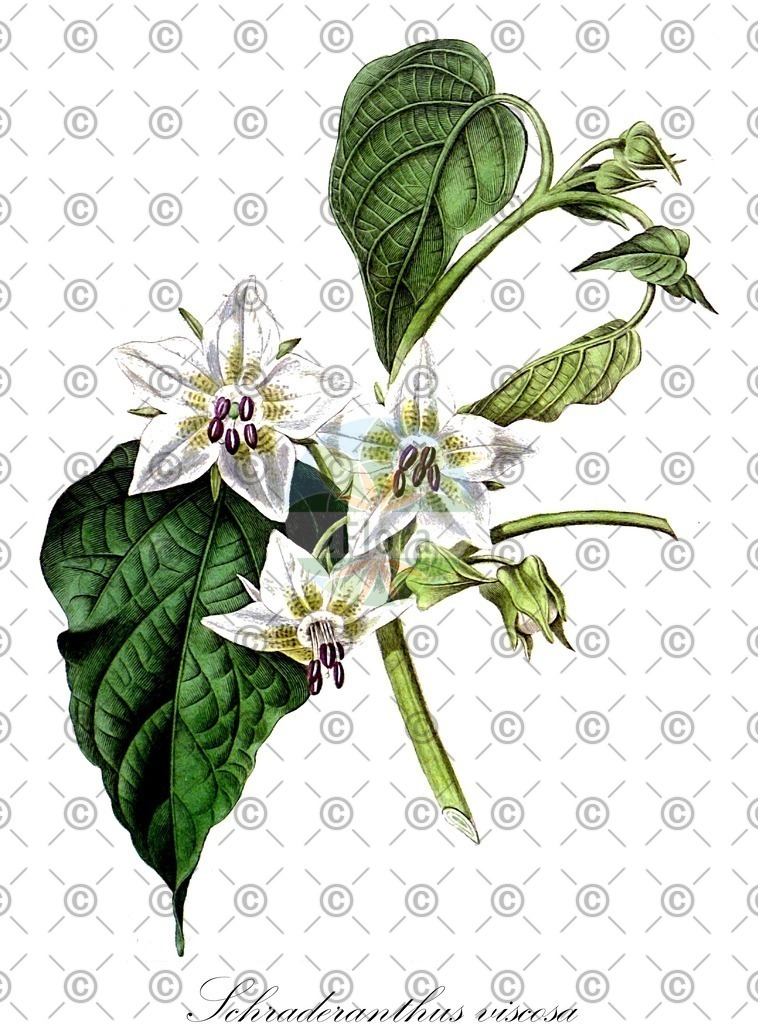 HistAbb_wfo-0000818596_1_ENZY_Simple | Historische Abbildung von Schraderanthus viscosa - Solanaceae | Historical Illustration of Schraderanthus viscosa - Solanaceae