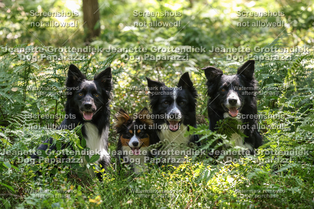 Dog Paparazzi -  Agiltiy Greffen 0826-1174 Kopie | Dog Paparazzi Jeanette Grottendiek Fotografie & Videografie - Realisiert mit Pictrs.com