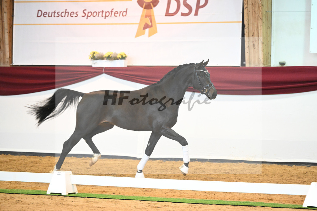 Kat-Nr. 19 v. Desperados_Reesink Horses_66220299 | hf-fotografie - Realisiert mit Pictrs.com