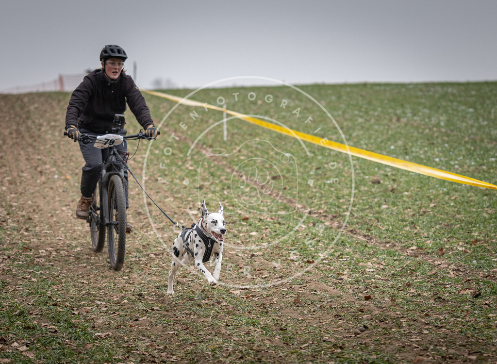 Pfotenfotografie_DV3A1755 | Hundefotografie, Tierfotograf, Pfotenfotografie, Fotoshooting Hund, Hunde Portrait, Hundesport, Hundeportraits, Heideshooting, Hunde, Sportfotograf, Hundefotograf, Turnierhundsport, THS,  - Realisiert mit Pictrs.com