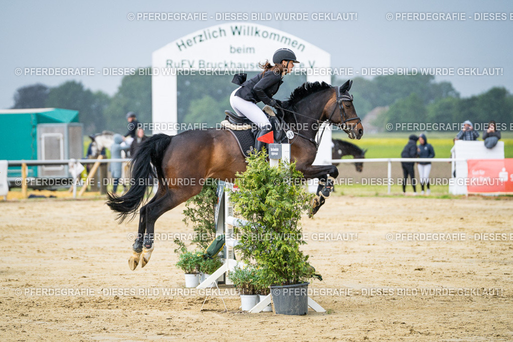 DSC04094 | Pferdegrafie