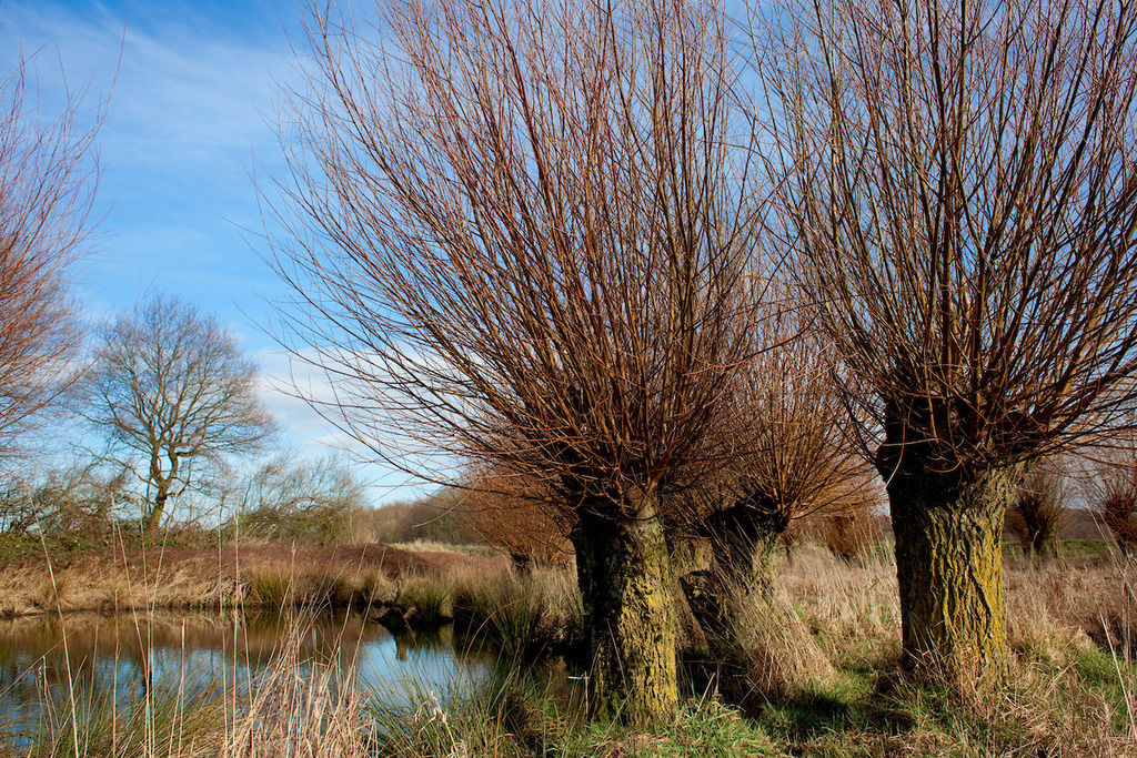 140204-034 | Europa, DEU, Deutschland, Nordrhein Westfalen, NRW, Rheinland, Niederrhein, Nettetal-Lobberich, Naturpark Maas-Schwalm-Nette, Typische Kopfweiden und Landschaft, Kategorien und Themen, Natur, Umwelt, Landschaft, Landschaftsfotos, Landschaftsfotografie, Landschaftsfoto, Naturschutz, Naturschutzgebiete, Landschaftsschutz, Biotop, Biotope, Landschaftsschutzgebiete, Landschaftsschutzgebiet, Oekologie, Oekologisch, Typisch, Landschaftstypisch, Landschaftspflege

[Fuer die Nutzung gelten die jeweils gueltigen Allgemeinen Liefer-und Geschaeftsbedingungen. Nutzung nur gegen Verwendungsmeldung und Nachweis. Download der AGB unter http://www.image-box.com oder werden auf Anfrage zugesendet. Freigabe ist vorher erforderlich. Jede Nutzung des Fotos ist honorarpflichtig gemaess derzeit gueltiger MFM Liste - Kontakt, Uwe Schmid-Fotografie, Duisburg, Tel. (+49).2065.677997, archiv@image-box.com, www.image-box.com] - Realisiert mit Pictrs.com