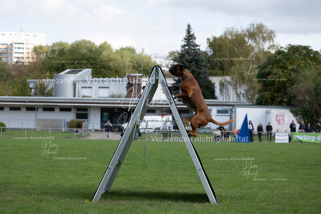 _16A5650 | Einzigartige Fotos von Hunden & Menschen –Actionfotos, Portraits, Vereinsaufnahmen & Paarshootings – authentisch, lebendig & mit Herz.