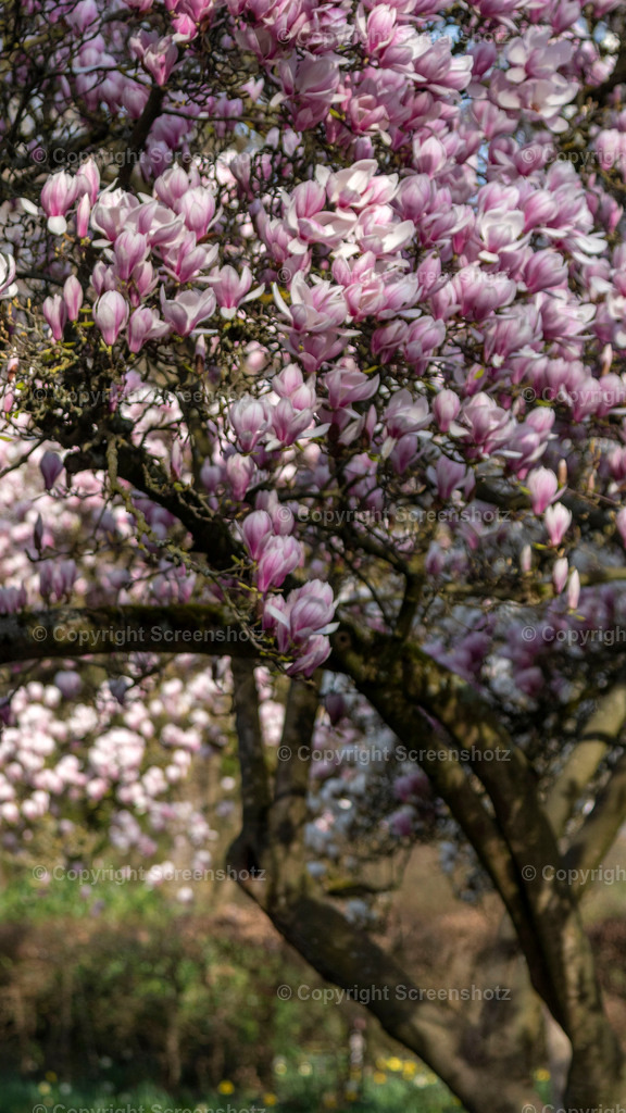 LED_C_Magnolias4_Bokeh | screenshotz - Realisiert mit Pictrs.com