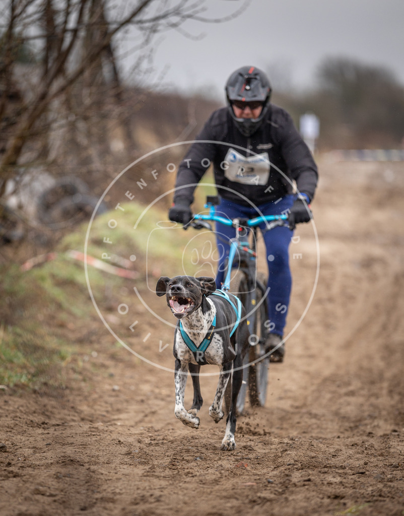 DV3A8949 | Hundefotografie, Tierfotograf, Pfotenfotografie, Fotoshooting Hund, Hunde Portrait, Hundesport, Hundeportraits, Heideshooting, Hunde, Sportfotograf, Hundefotograf, Turnierhundsport, THS,  - Realisiert mit Pictrs.com