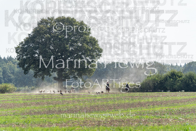 Jagd Perdoel_MarinaHewig_MCH8271 | Fotografie, FotoArt, PferdesportArt, Pferdesportfotografie, Landschaftsfotografie, Reisefotografie, Reise, Pferde - Realisiert mit Pictrs.com