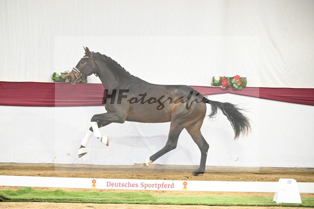 Kat-Nr. 139 Escolar x Rubin-Royal_2M2 Horese I Bastad AB_47250345 | hf-fotografie - Realisiert mit Pictrs.com