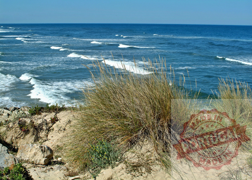 Ocean waves crashing on a sandy beach | Dune grass growing on a coastal bluff overlooking a vast blue ocean - Realized with Pictrs.com