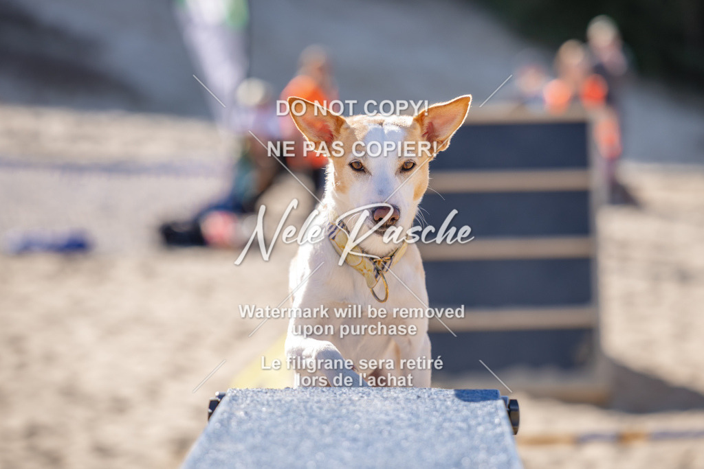 NR__0470 | nelerasche