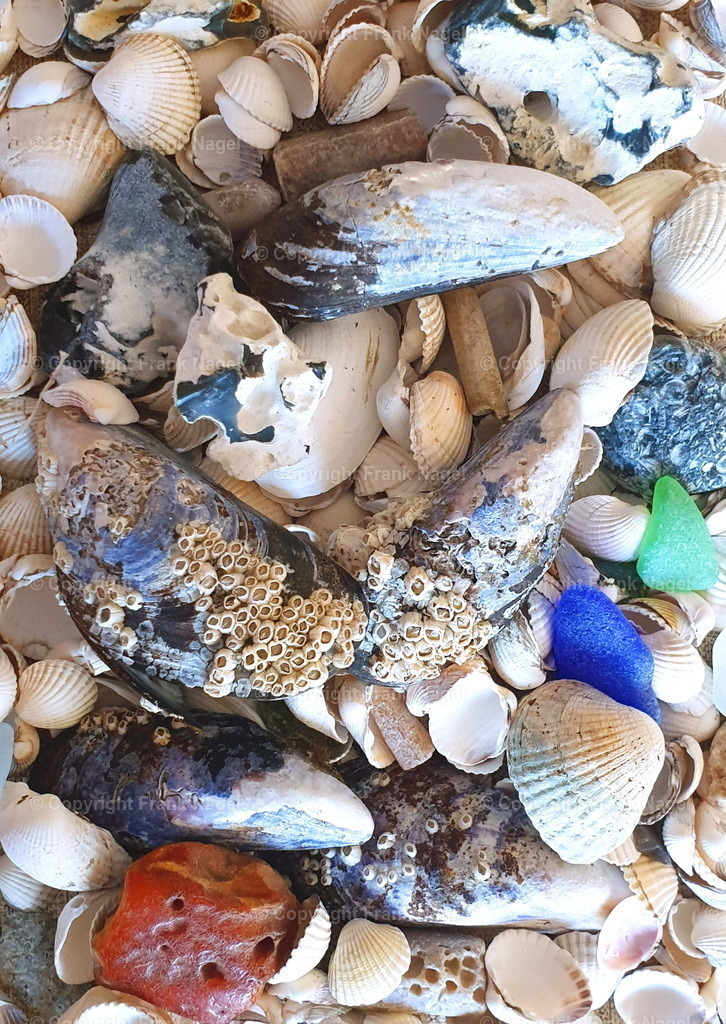 Strandgut1 | dataxp - Realisiert mit Pictrs.com