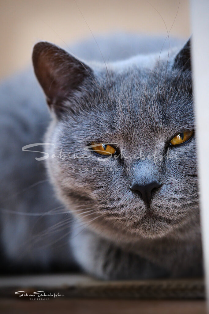 Blue_14-08-24_DSCF9923 | People- und Tierfotografie, Imageaufnahmen, Veranstaltungsfotografie und Wandbilder aus der Natur ★ Made in Germany ✔️ Druck + Downloads ✔️ Naturfotografie in Top Qualität ★ schneller Versand, weltweite Lieferung! - Realisiert mit Pictrs.com