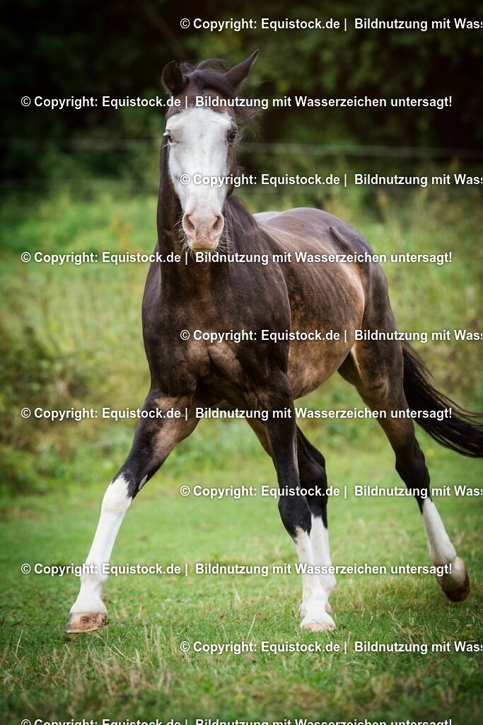 20150820_TOMsPiC_0249 | equistock