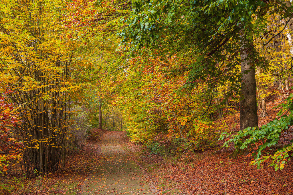 Landschaft im Herbst in der Feldberger Seenlandschaft | Landschaft im Herbst in der Feldberger Seenlandschaft.