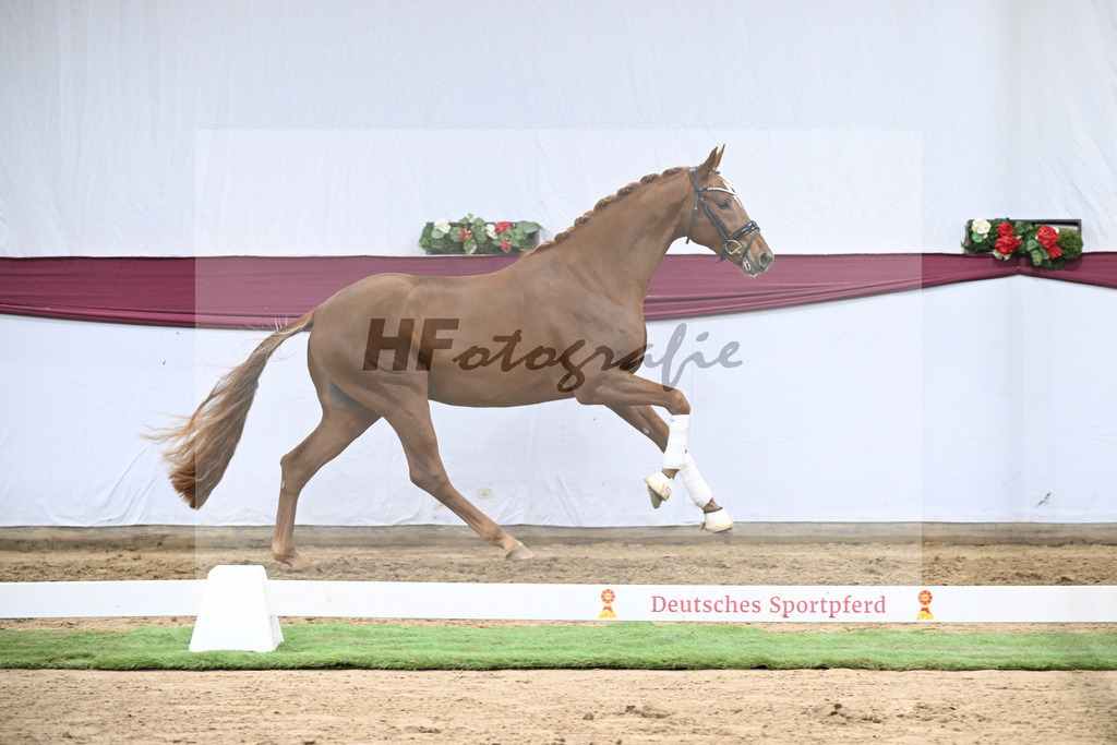 Kat-Nr. 132 Donier x Sir Alfred_Christian Kraus_47254473 | hf-fotografie - Realisiert mit Pictrs.com