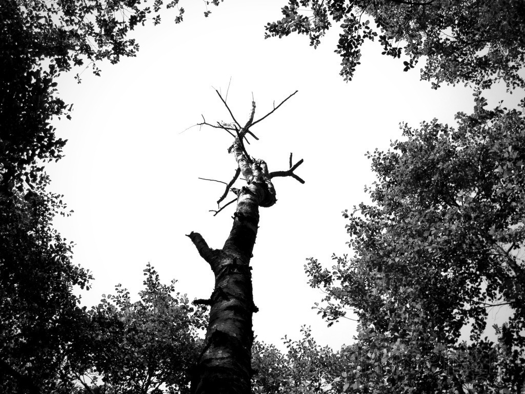 Atmen | Dürrer Baum ragt dem Himmel entgegen - Realisiert mit Pictrs.com