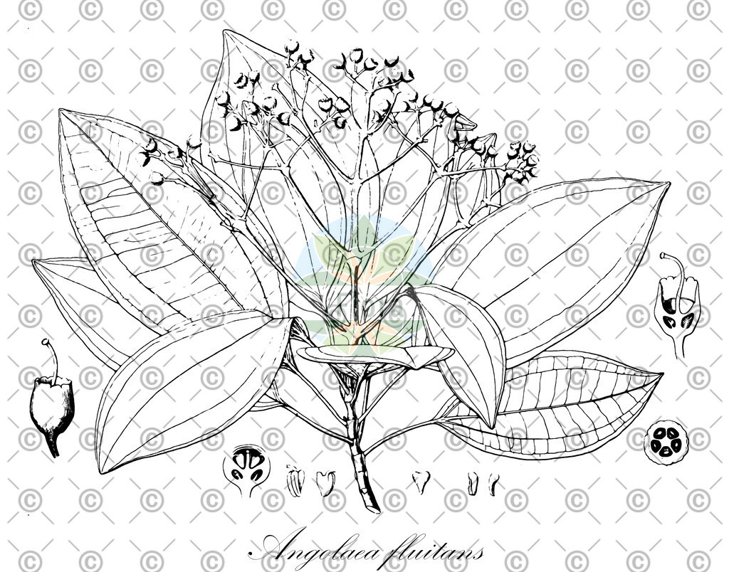 HistAbb_wfo-0000536542_581_ENZY_Simple | Historische Abbildung von Angolaea fluitans - Podostemaceae | Historical Illustration of Angolaea fluitans - Podostemaceae