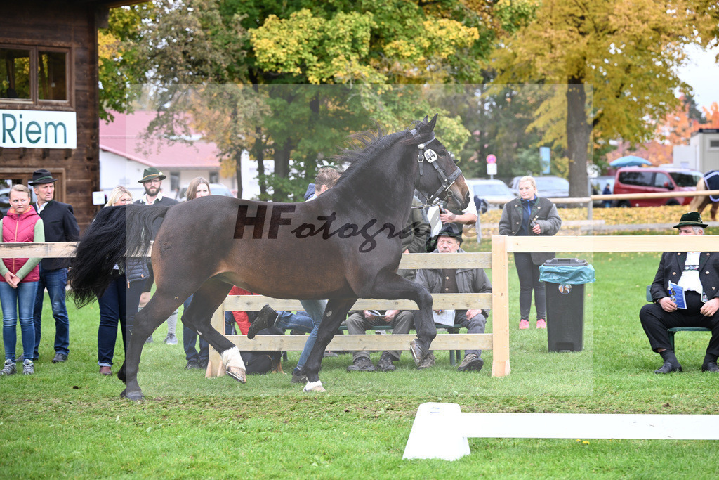 Kat-Nr. 44 Holunder v. Rupp_Maier_41251087 | hf-fotografie - Realizzato con Pictrs.com