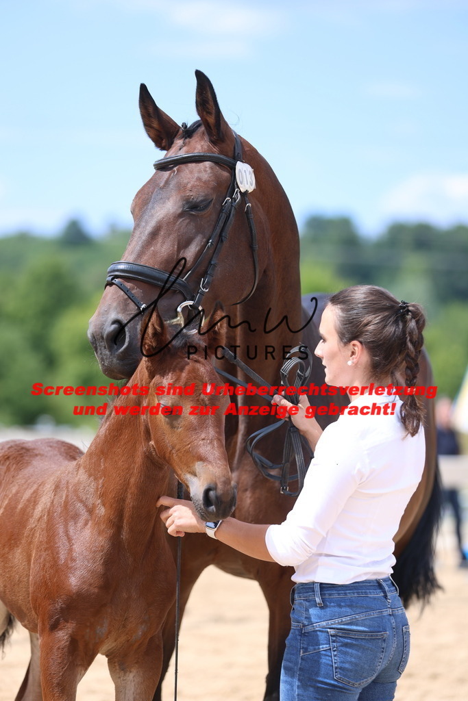 Fohlenschau_Schwäbisch_Hall_dressurbetonte_Fohlen_KN 13_8 | lmwpictures - Realisiert mit Pictrs.com