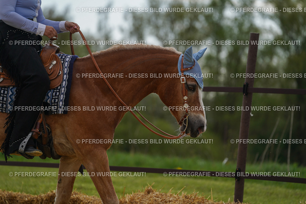 DSC02444 | Pferdegrafie