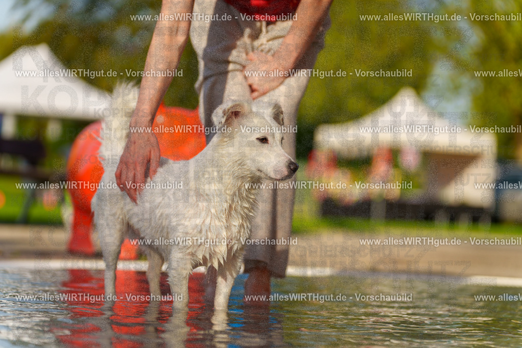 Hundeschwimmen_Grefrath_2026-allesWIRTHgut_Tierfotografie-15_44-7R509526 | Professionelle Tierfotografie in Mönchengladbach von Daniel Wirth (allesWIRTHgut). Liebevolle & natürliche Bilder von Hunden & Katzen für unvergessliche Erinnerungen.
