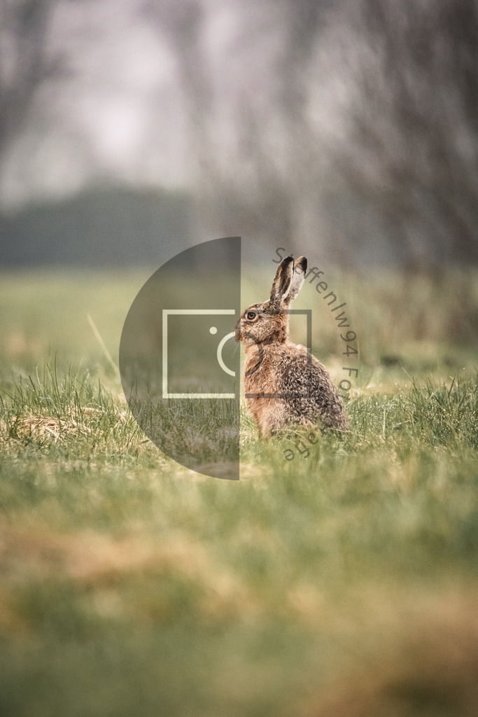 Wildhase Wandbild | Ich bin Fotograf und auf meiner Webseite hast du die Möglichkeit meine fotografie als Wandbilder druckfertig für dein Zuhause zu bestellten. - Realisiert mit Pictrs.com