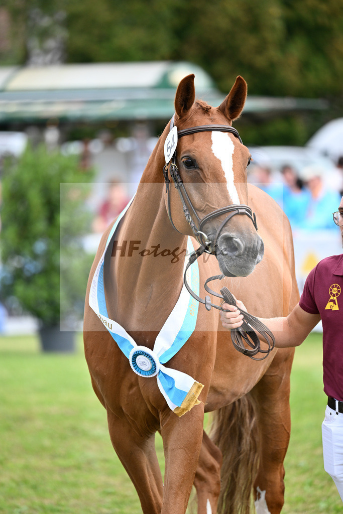 Kat-Nr. 54 Donnabea v. Don VHP Z_Eder_30251286 | hf-fotografie - Realizzato con Pictrs.com