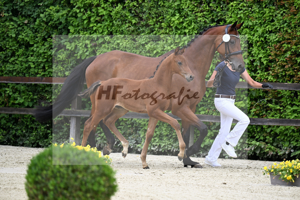 Kat-Nr. 6 Kjento x Millennium_Hopf_25240324 | hf-fotografie - Realisiert mit Pictrs.com
