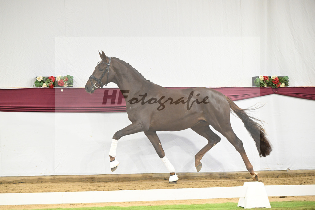 Kat-Nr. 108 Viva Gold x Floricello_Oliver Schmoee_47253461 | hf-fotografie - Realisiert mit Pictrs.com