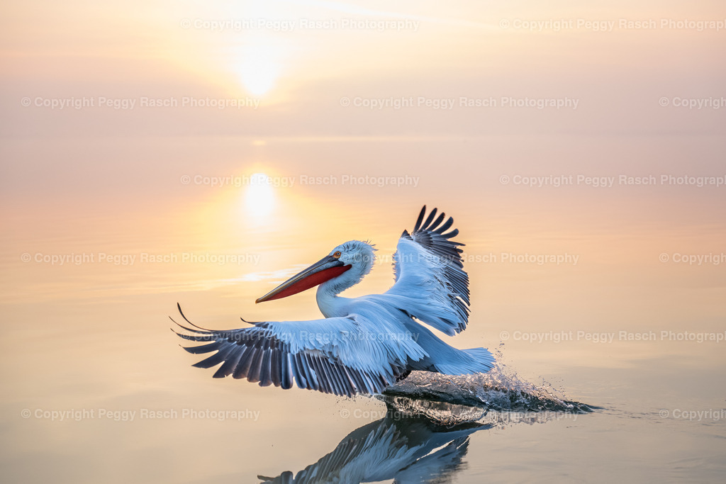 Pelikane (6) | PeggyRaschPhotography - Realisiert mit Pictrs.com