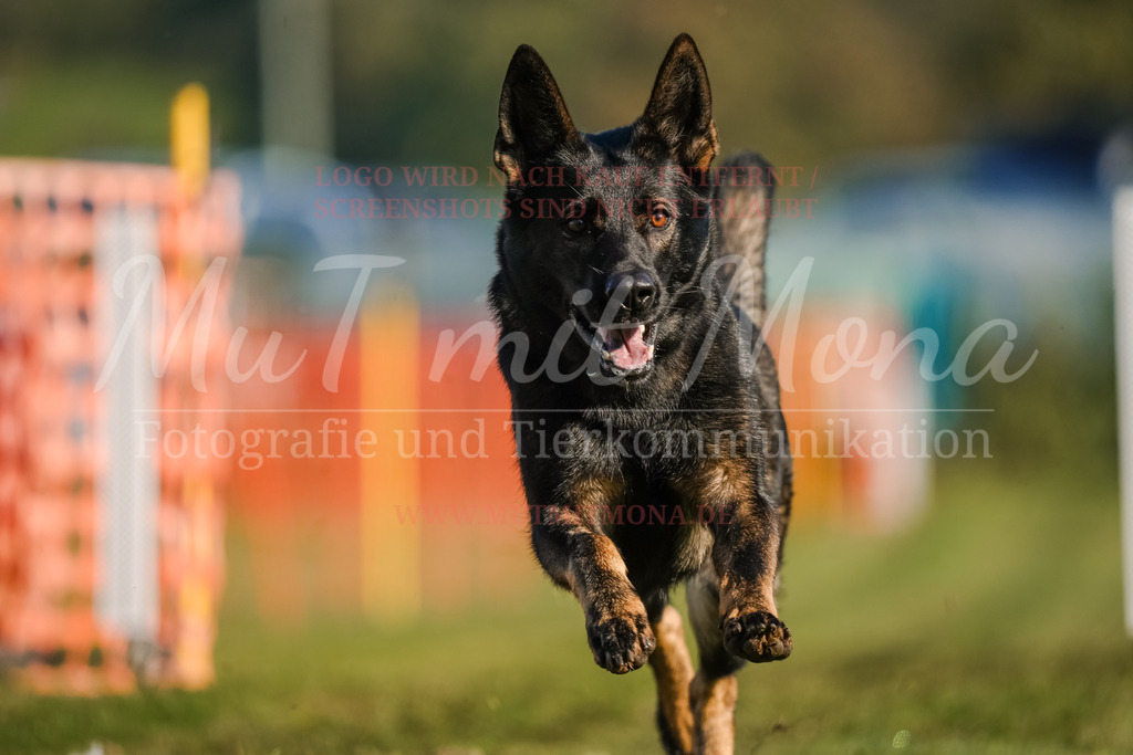 20250928_Hunderennen-109 | MuT (Mensch und Tier) mit Mona - Fotografie und Tierkommunikation - Realisiert mit Pictrs.com