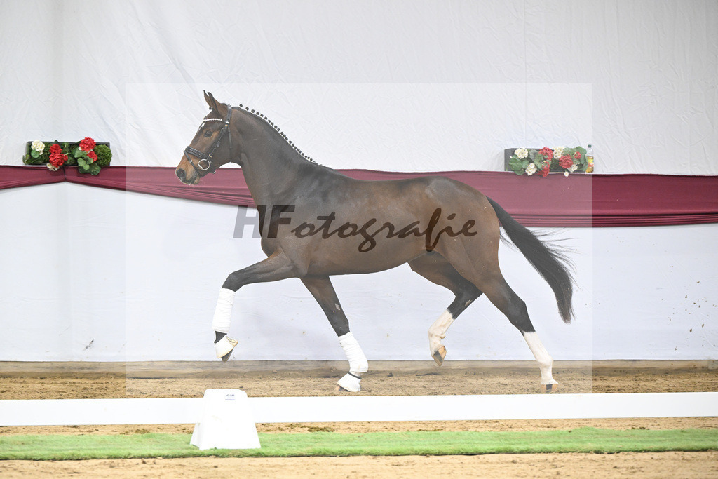 Kat-Nr. 35 Va Bene x San Amour I_Gestuet Greim_47251224 | hf-fotografie - Realisiert mit Pictrs.com