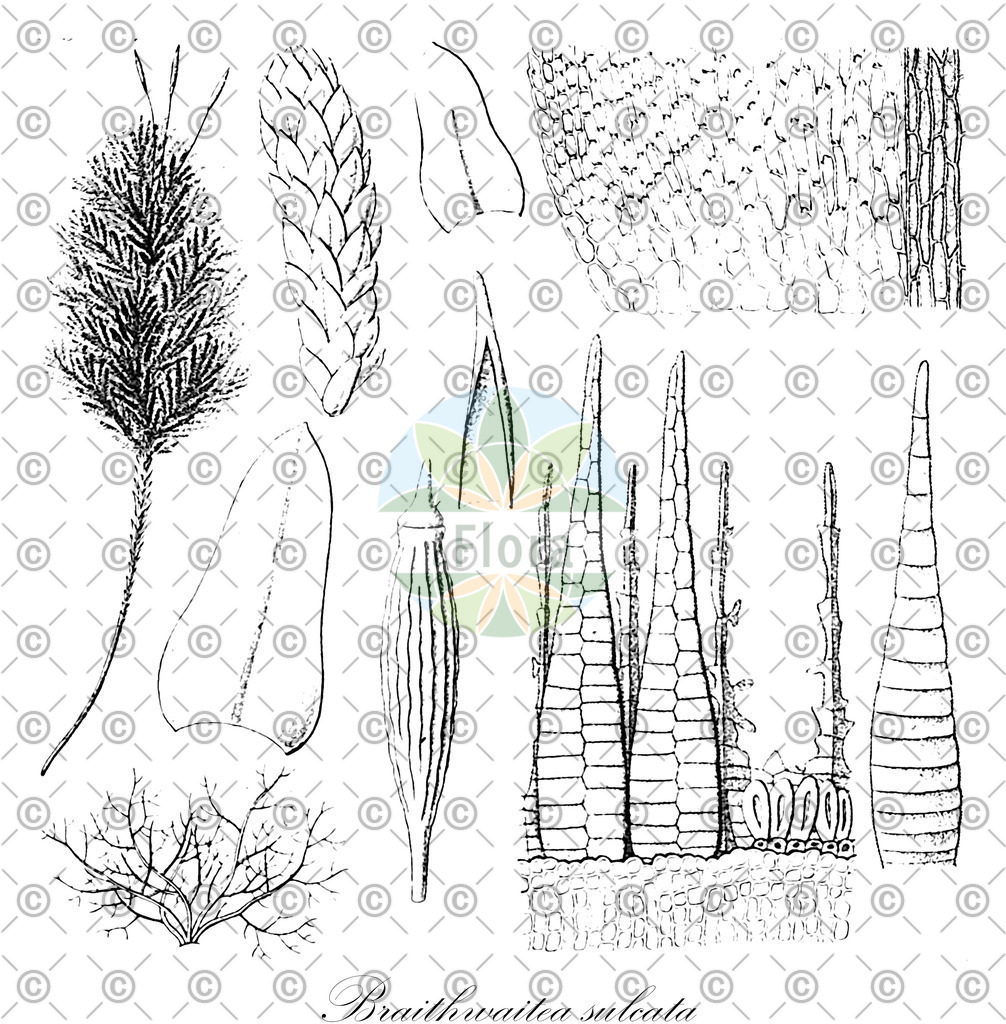 HistAbb_wfo-0000570797_1_ENZY_Simple | Historische Abbildung von Braithwaitea sulcata - Braithwaiteaceae | Historical Illustration of Braithwaitea sulcata - Braithwaiteaceae
