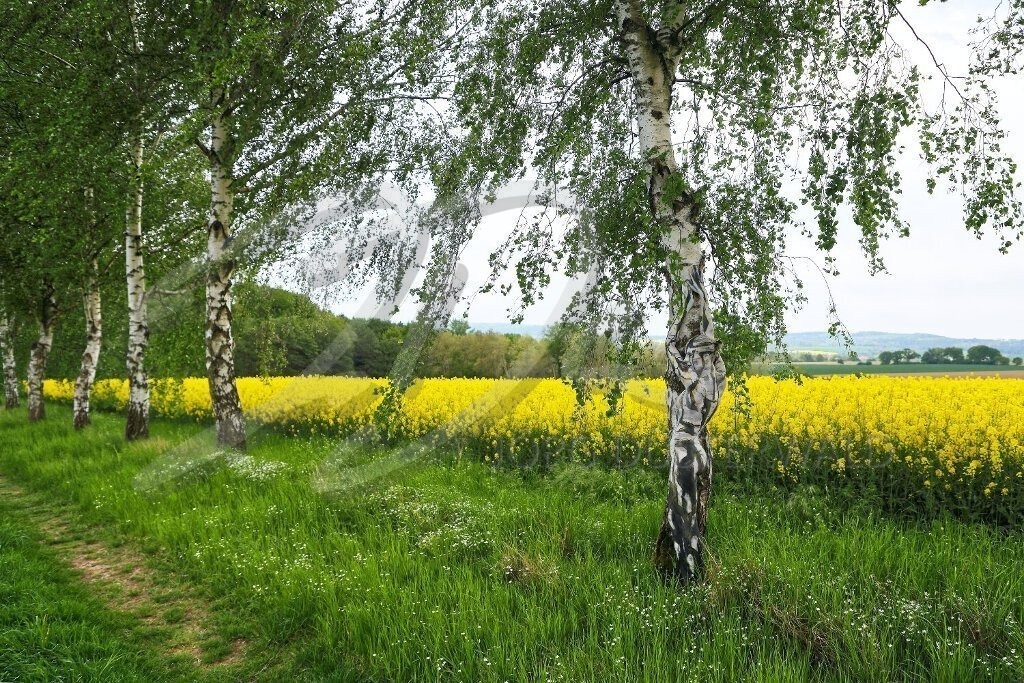 NatureArt-RAPSBIRKEN_5232a | Weiblicher Birkenstamm am gelben Feld | #008 | Modell: Anastasia | Foto: Andreas Meier - Realisiert mit Pictrs.com
