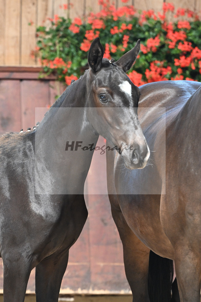 Kat-Nr. 28 Feliciano x San Amour I_HF_Niedermair_25250416 | hf-fotografie - Realizzato con Pictrs.com