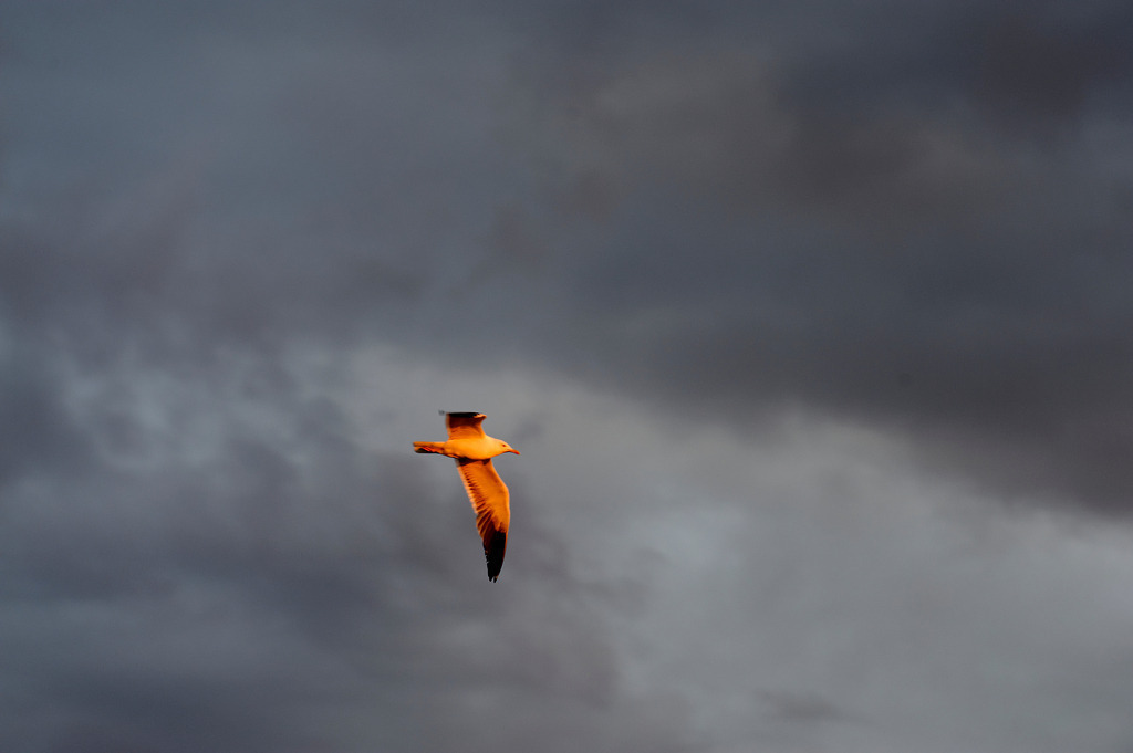 Moewe im Sonnenlicht | , Norwegen - July 16, 2011: Urlaubsreise in Norwegen; Moewe im Sonnenlicht - Realisiert mit Pictrs.com