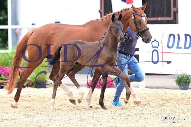 58 DE433330553023 FRE Vision - Quaterback - De Niro_DSC_7292 Kopie | <meta name="description" content="★Offizieller Merchandise und Foto-/Videostore des Oldenburger Verbandes.★ ✅Jetzt auch digital Ausdrucke erhältlich." />
<meta name="keywords" content="Merchandise Foto-/Videostore Oldenburger Verband Photographie 