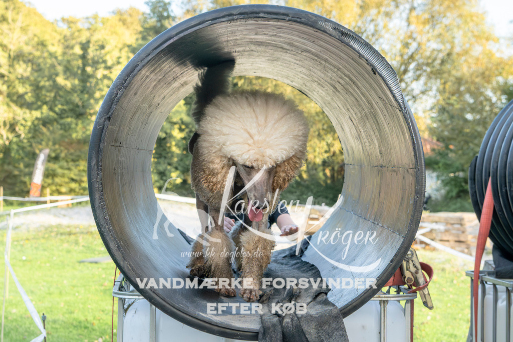 1643_ZZ98921 | kk-dogfotos