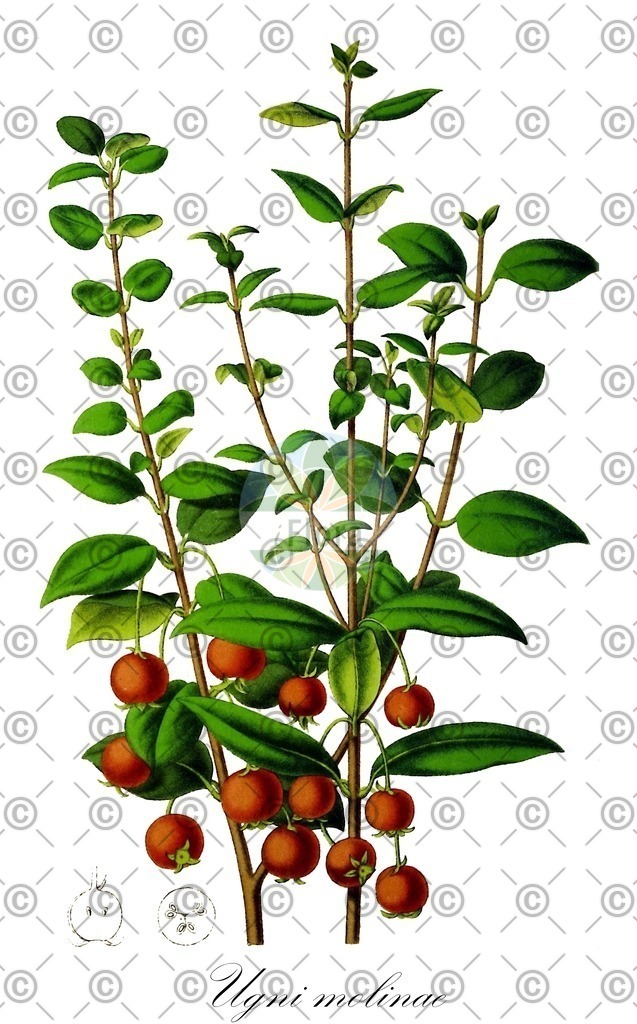 HistAbb_wfo-0001160934_1_ENZY_Simple | Historische Abbildung von Ugni molinae - Myrtaceae | Historical Illustration of Ugni molinae - Myrtaceae
