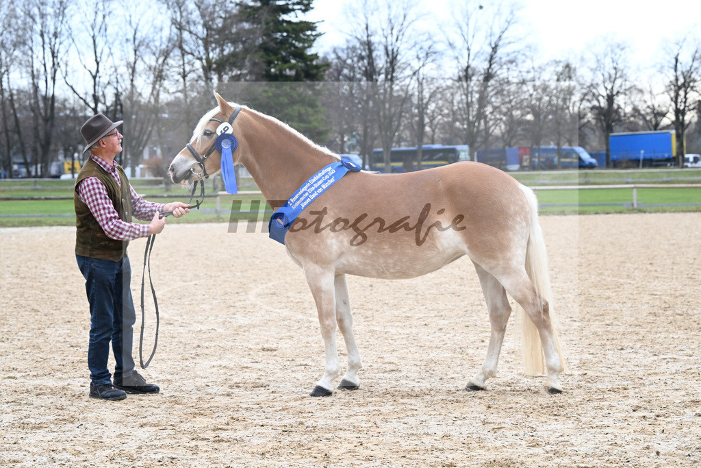 Bl. Band Kat-Nr. 9 Nina v. Sonnenkoenig Gold_Haenle_48251685 | hf-fotografie - Realisiert mit Pictrs.com