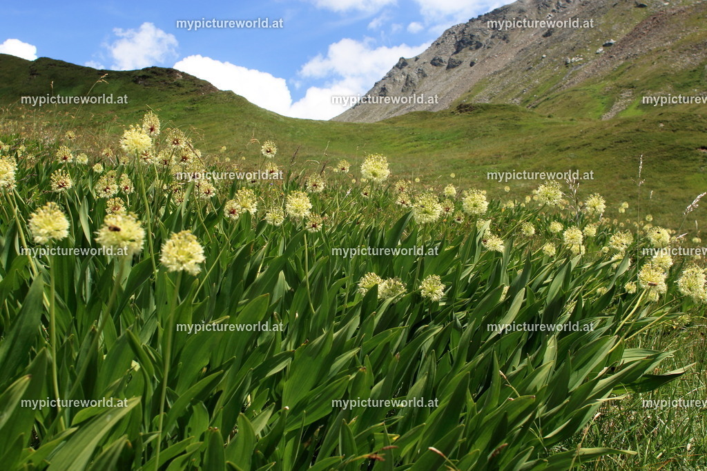 Allermannsharnisch-004 | Das Bilderarchiv über Tiere, Planzen und Landschaften. In der Bilddatenbank finden Sie ein große Auswahl an hochwertigen Bilder für Ihre Werbung - Realisiert mit Pictrs.com